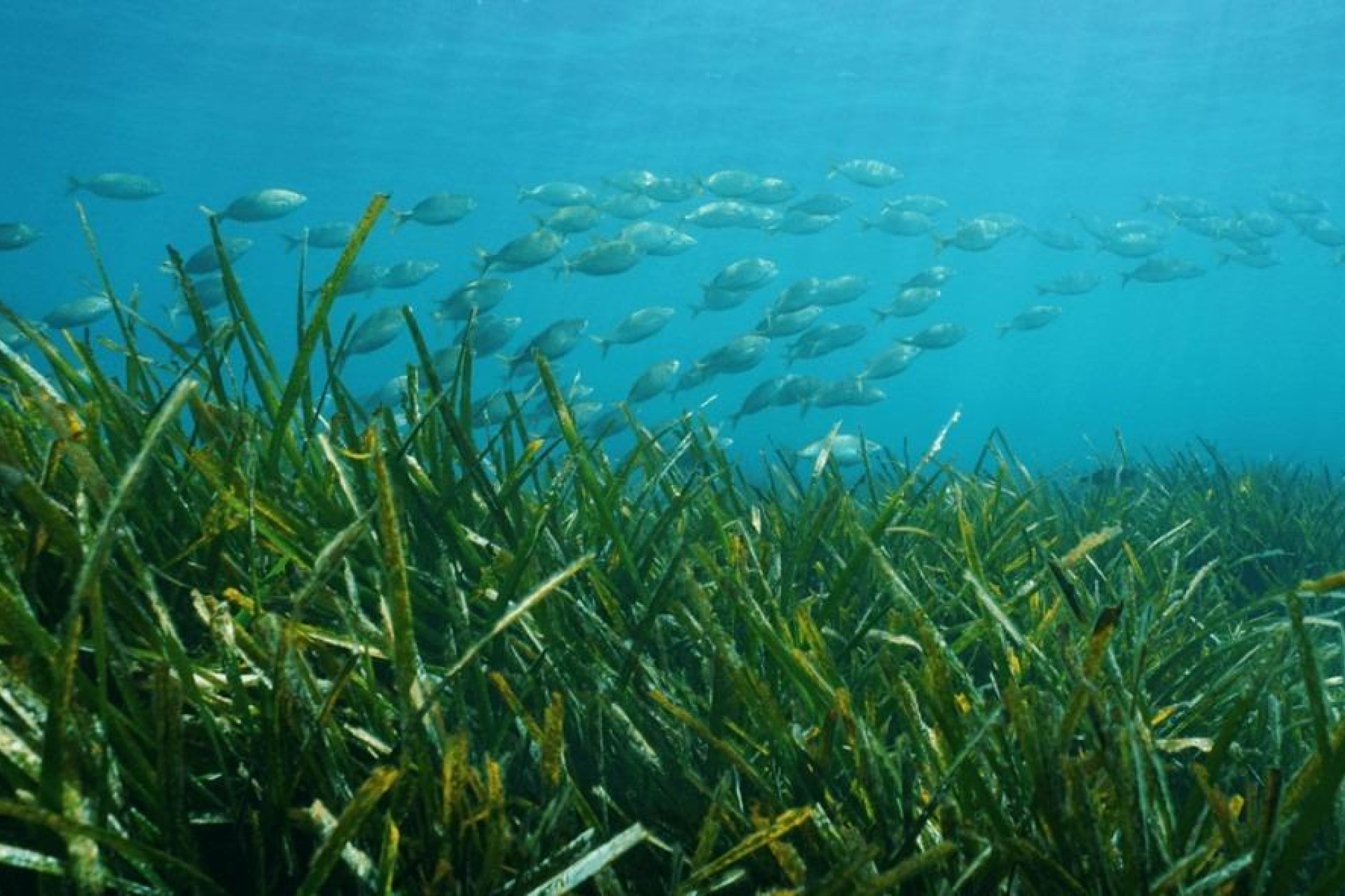 Nýbygging - Einbýlishús -
Benissa - Racó Del Galeno