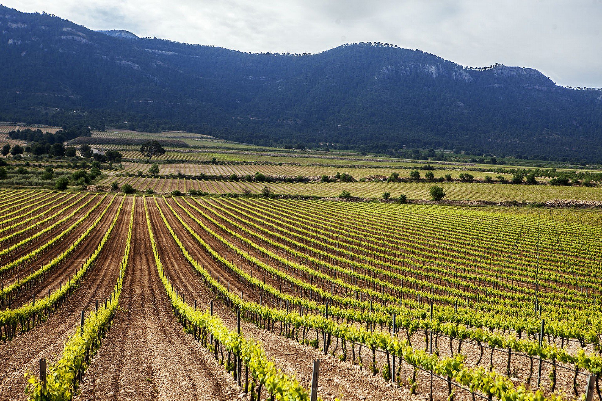 Nýbygging - Einbýlishús -
Calasparra