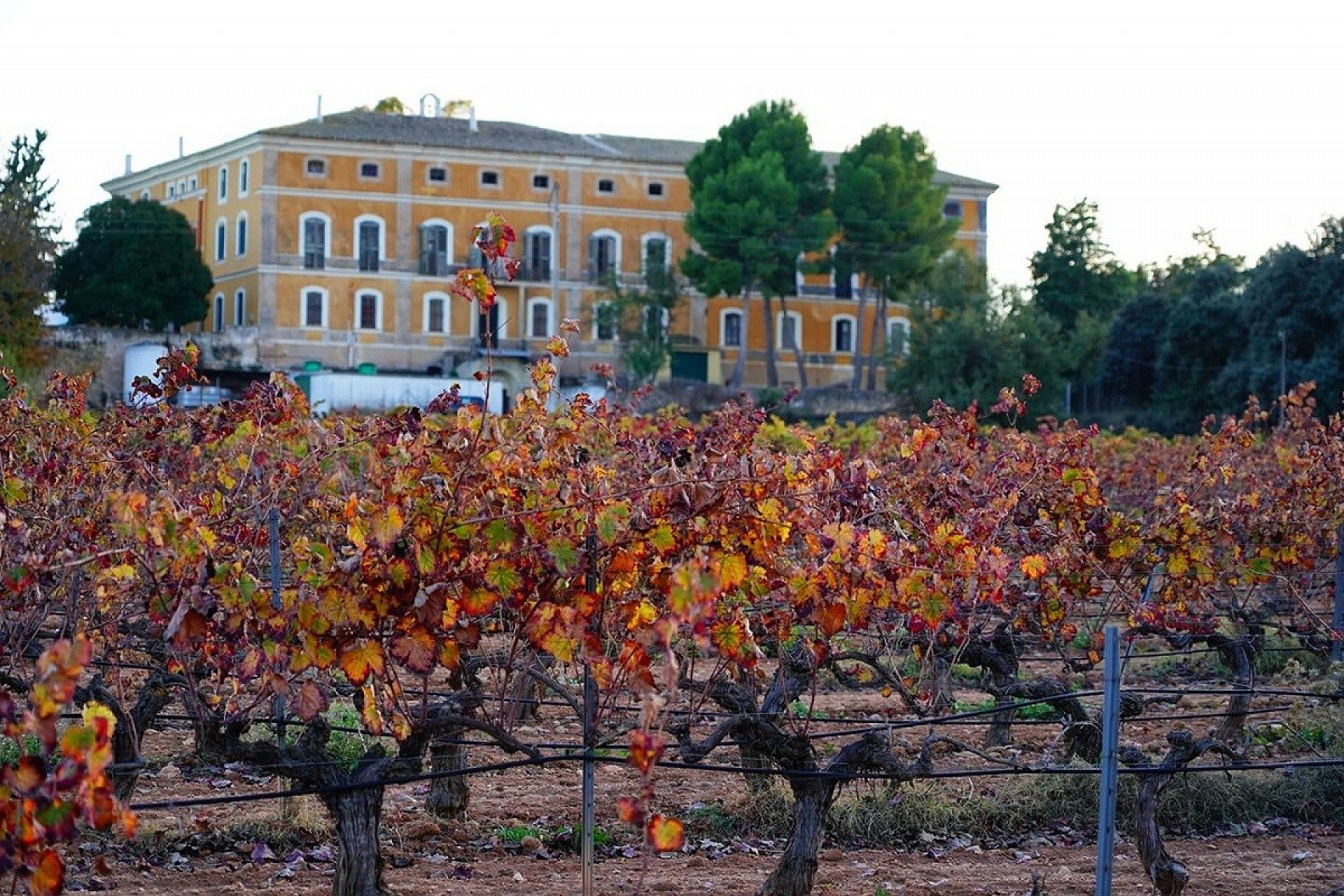 Nýbygging - Einbýlishús -
Calasparra