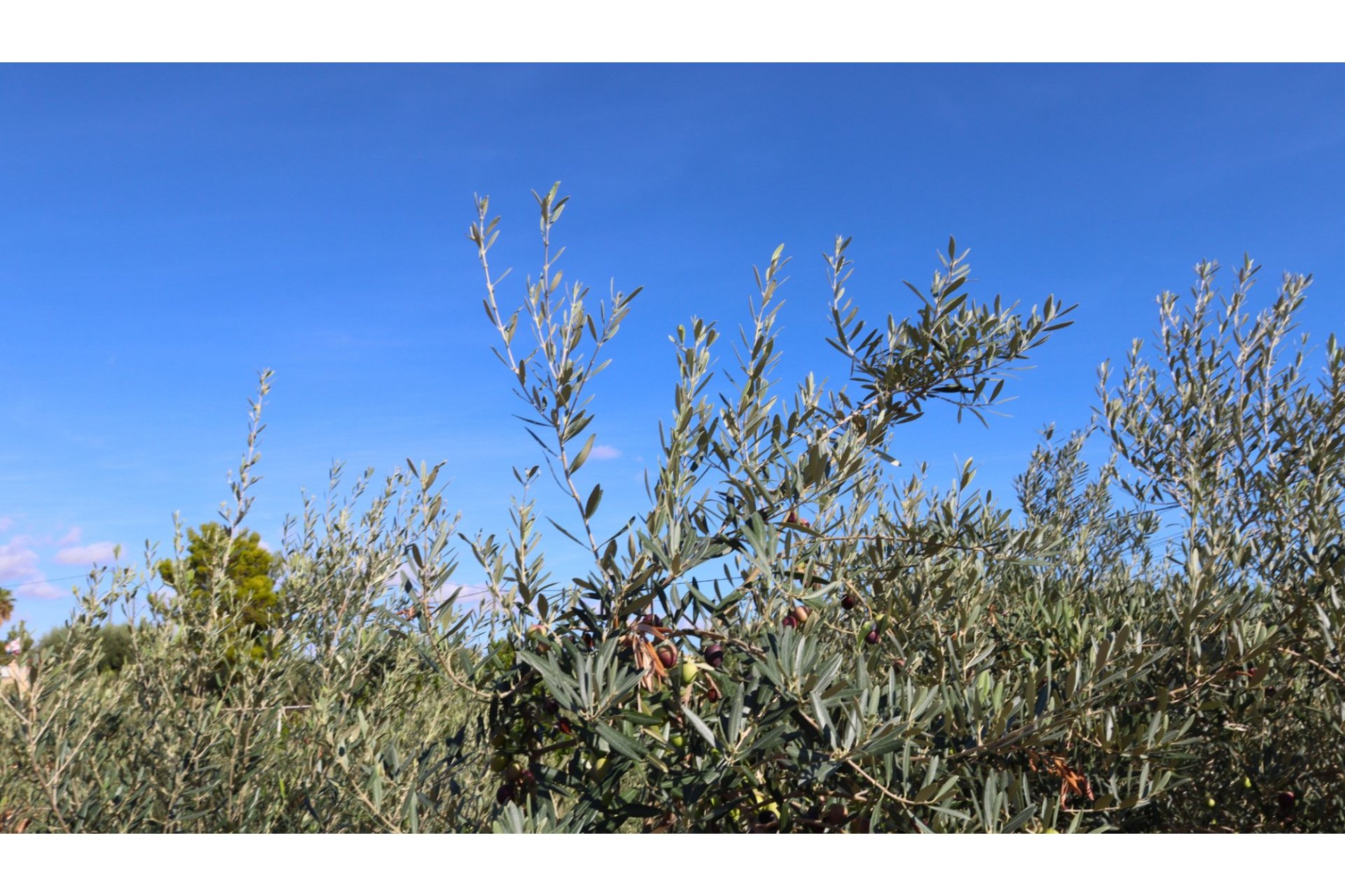 Reventa - Semi Detached Villa -
Crevillente