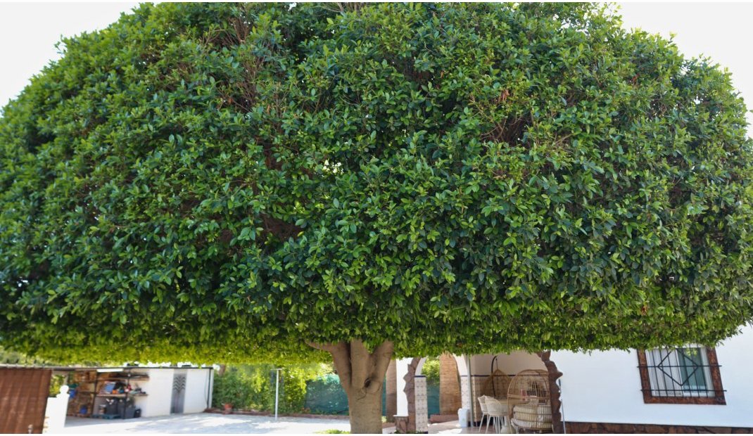Endursala - Semi Detached Villa -
Crevillente