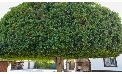 Endursala - Semi Detached Villa -
Crevillente