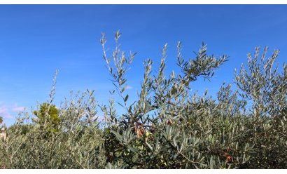 Endursala - Semi Detached Villa -
Crevillente